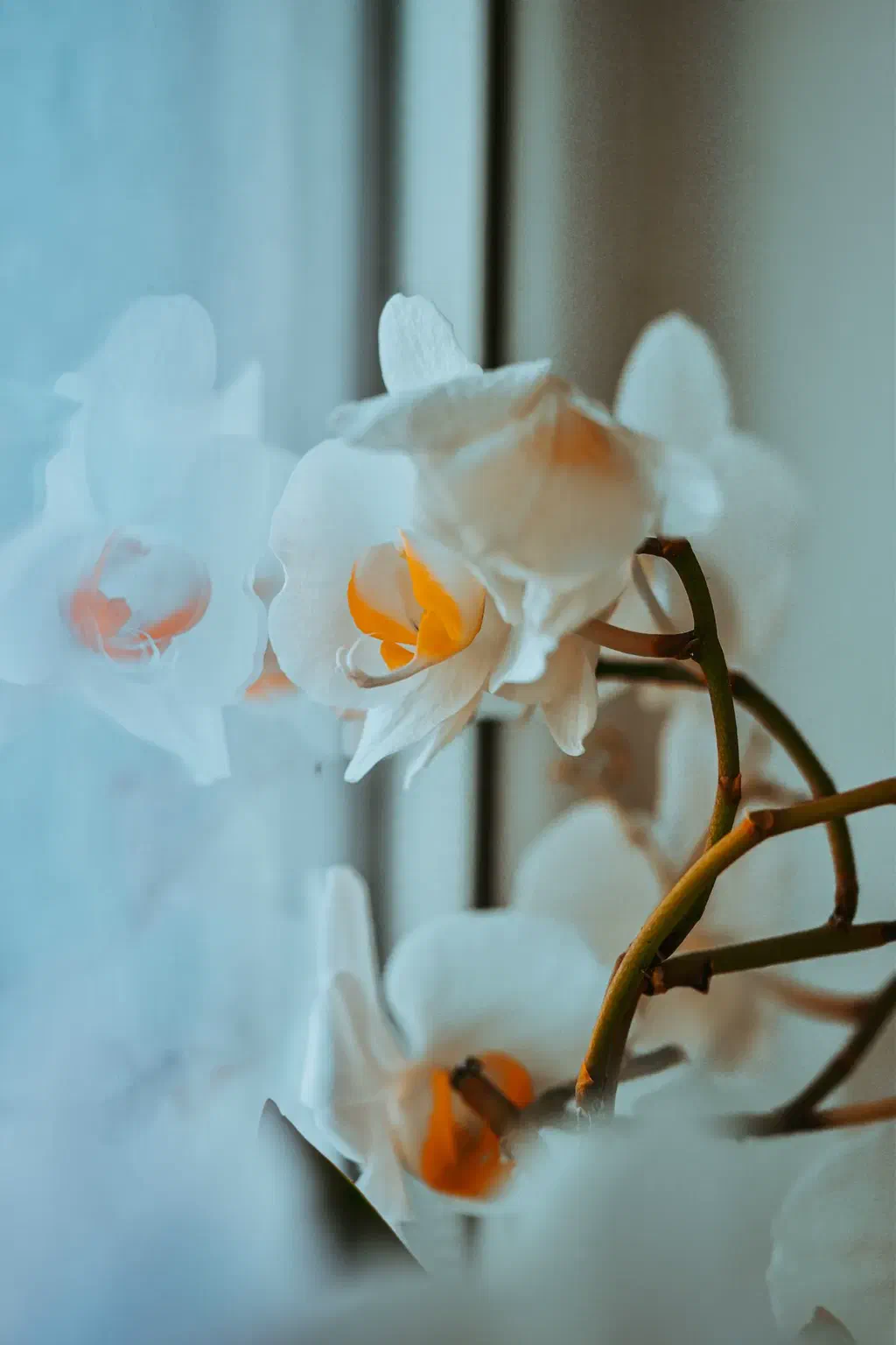 Des orchidées blanches au cœur orangé, posées près d'une fenêtre dans une lumière douce